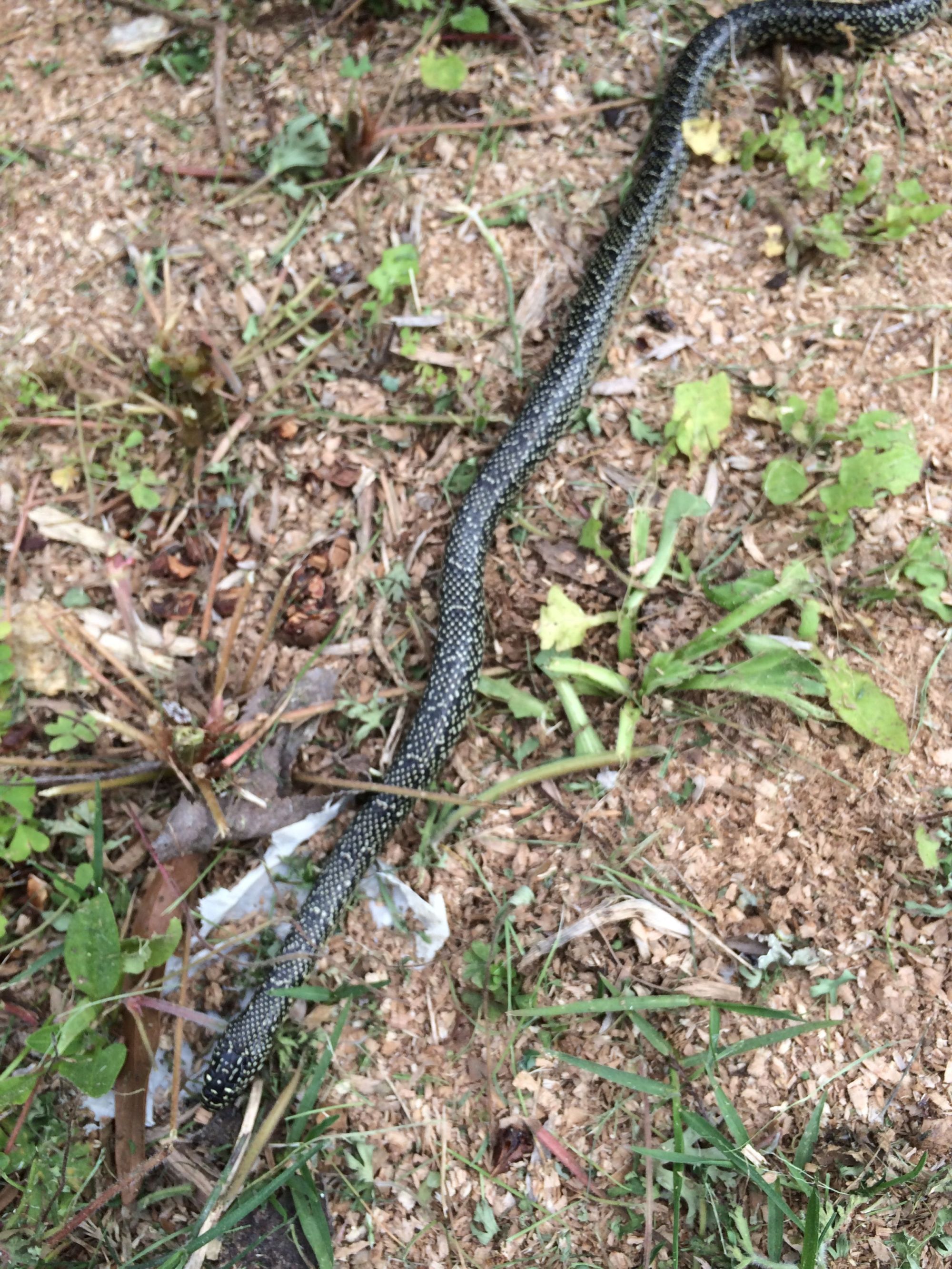 e8b10eb13c0c656ff14ffddff144f9a4 snake