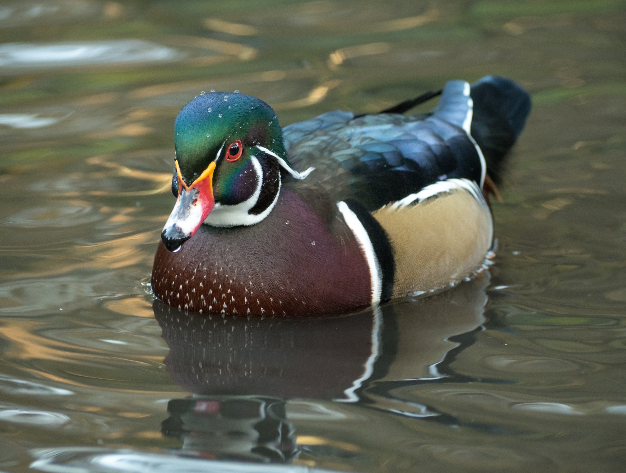 WooD Duck