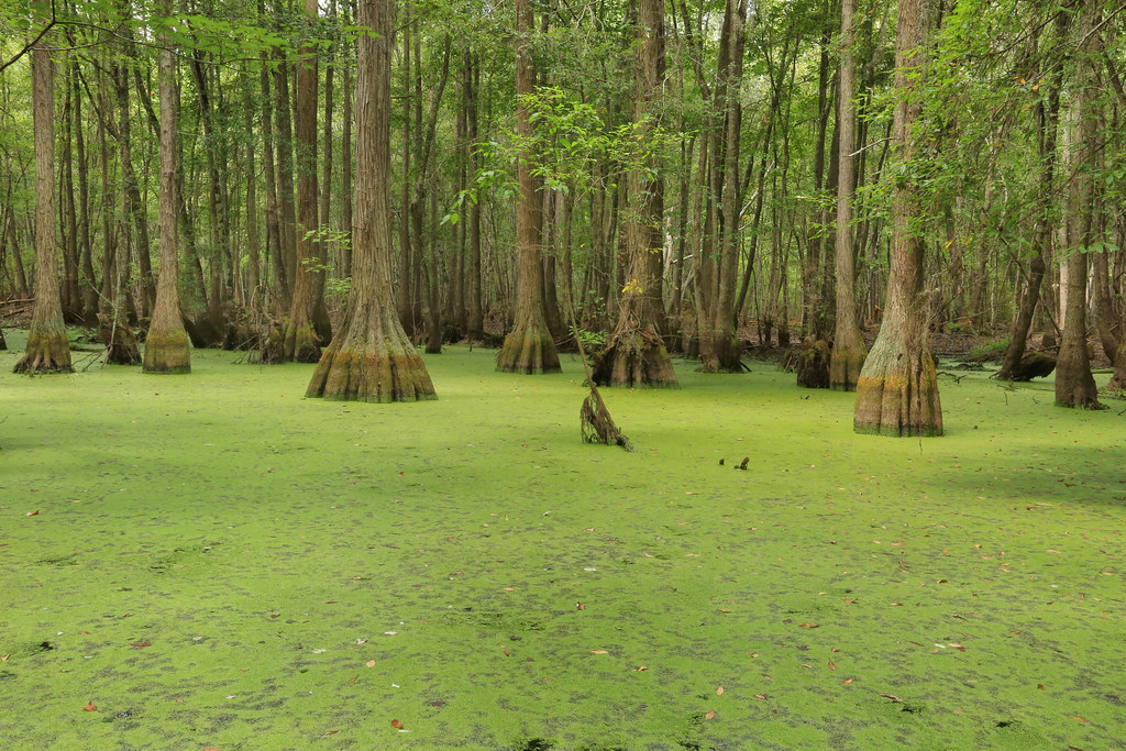 DUCK WEED | Hidden Adventure Tours