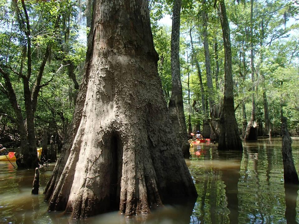 Honey Island Kayak Swamp Tour Image 10 Honey Island Kayak Swamp Tour Image 10