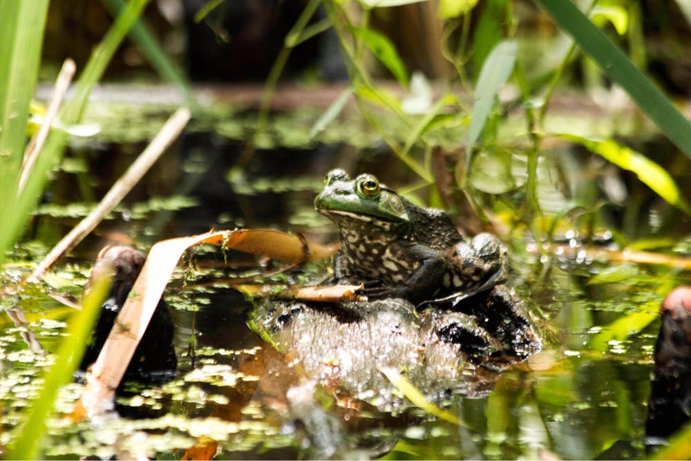 IMG_0523 frog