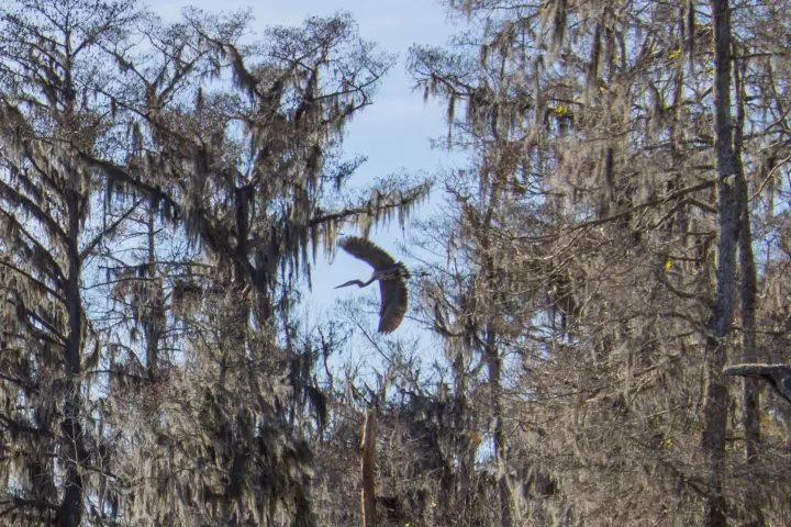 Manchac Mystic Wildlife Kayak Tour Image 2