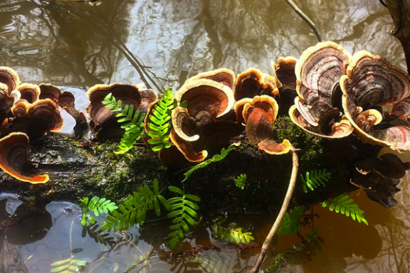 Manchac Mystic Wildlife Kayak Tour Image 2