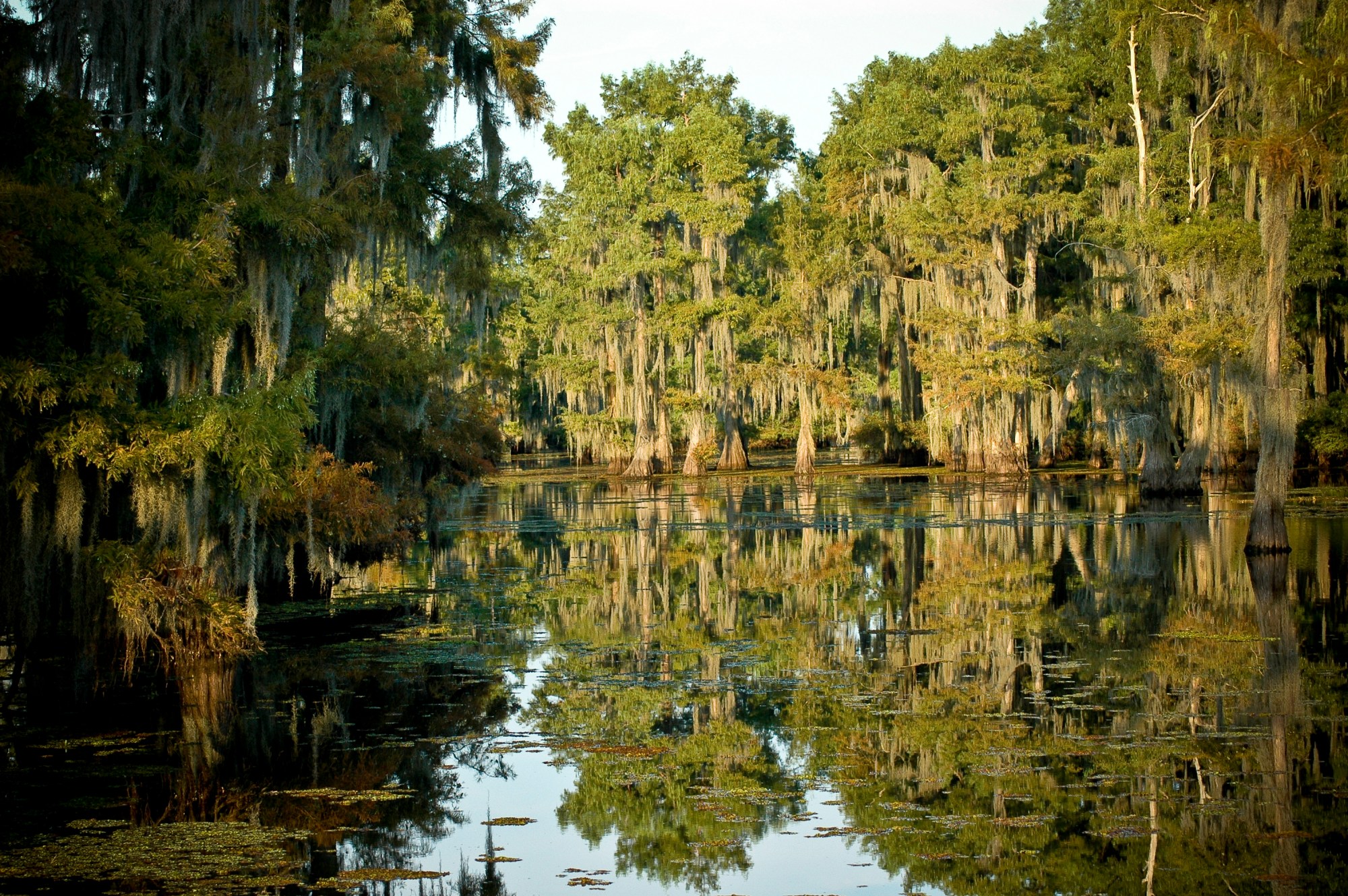 Many_Cypress_Trees_at_Lake_Bistineau_State_Park swamp