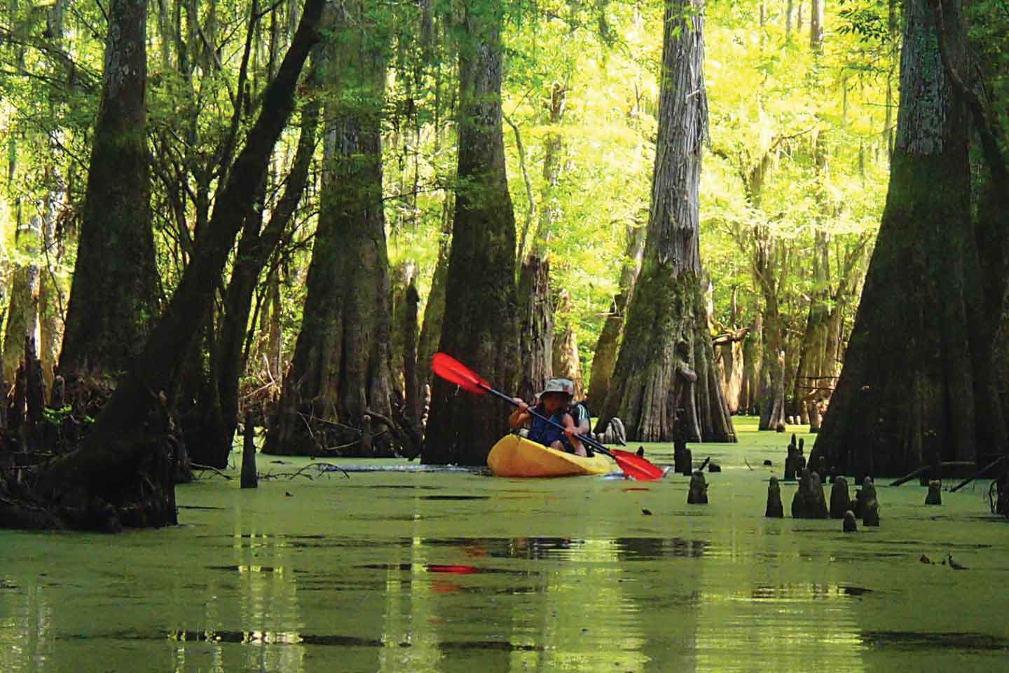NolaRackCoverlow Honey Island Kayak Swamp Tour