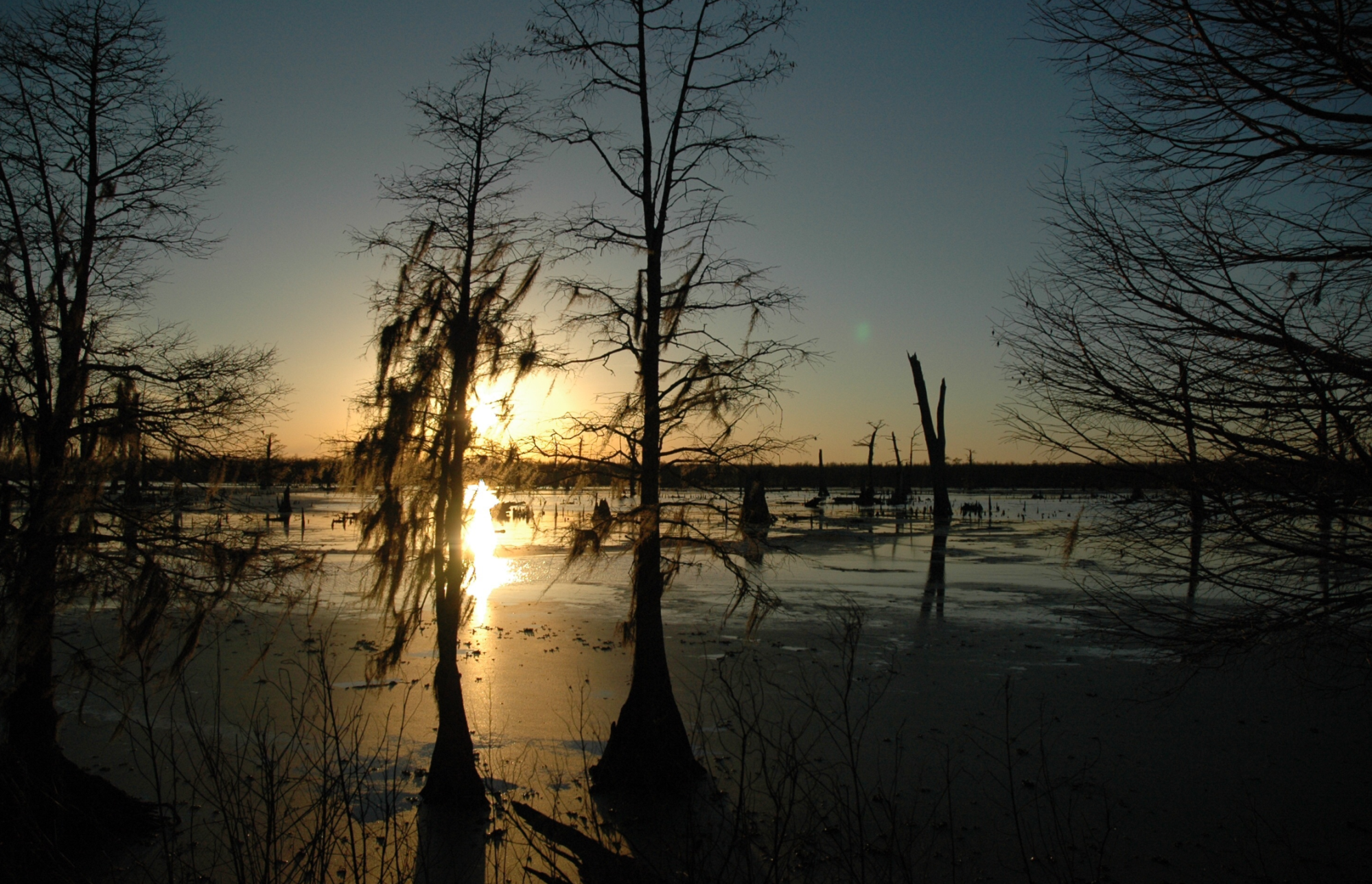 Screen-Shot-2019-12-11-at-4.55.16-PM winter swamp