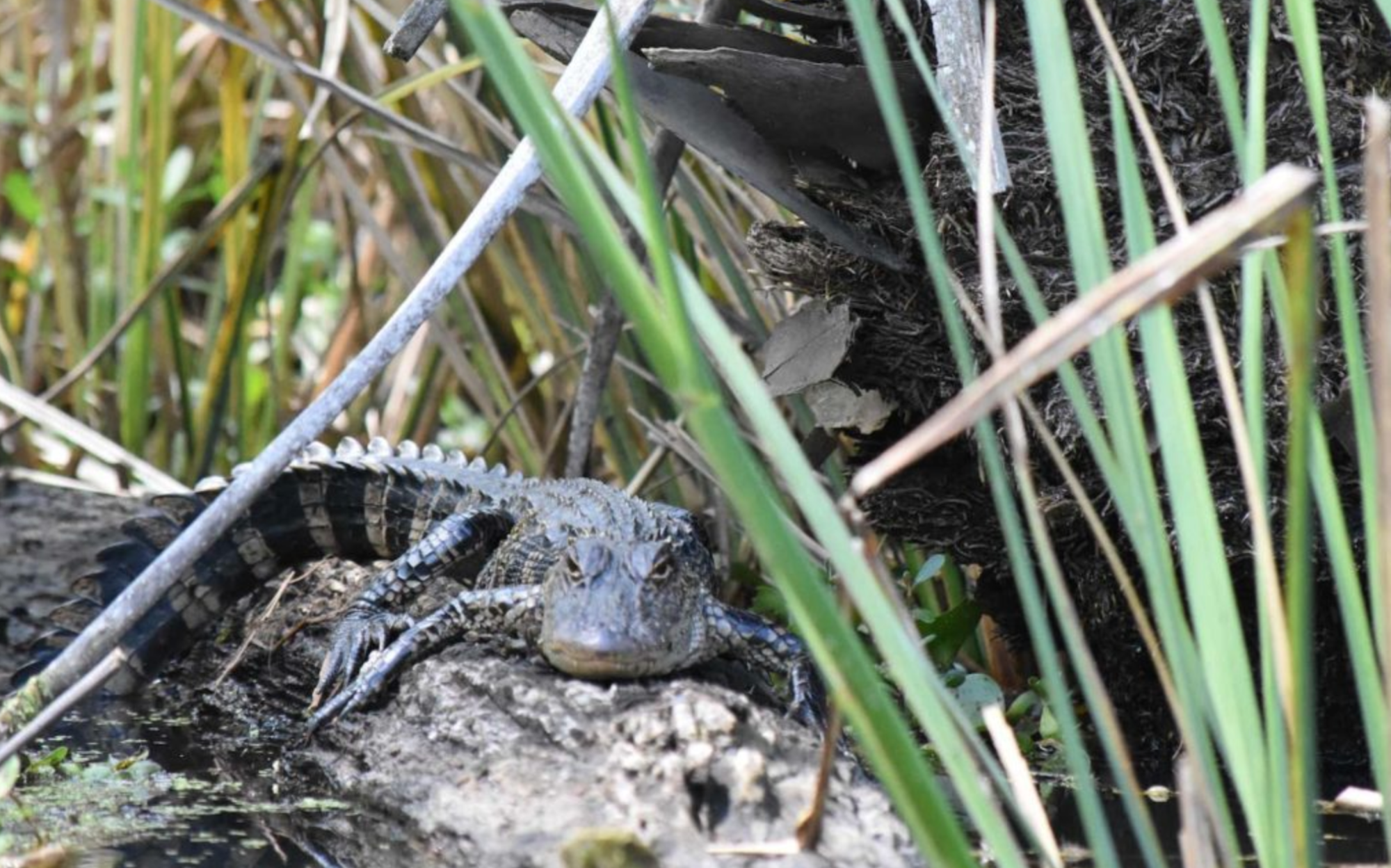Screen-Shot-2019-12-11-at-9.57.33-AM gator