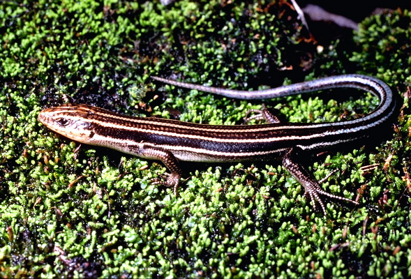 image Five-lined Skinks