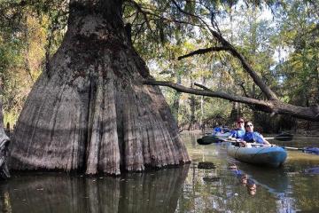 a person riding on the back of a boat next to a tree
