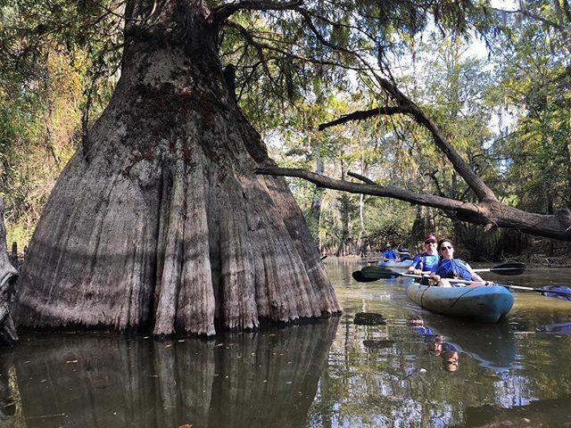 Honey Island Extended Swamp Adventure Image 1 a person riding on the back of a boat next to a tree