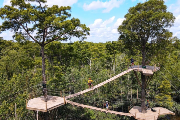 a close up of a tree
